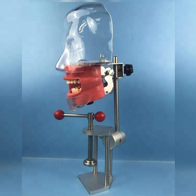 Dental Phantom head momodel/Lab equipment compatible with Nissin