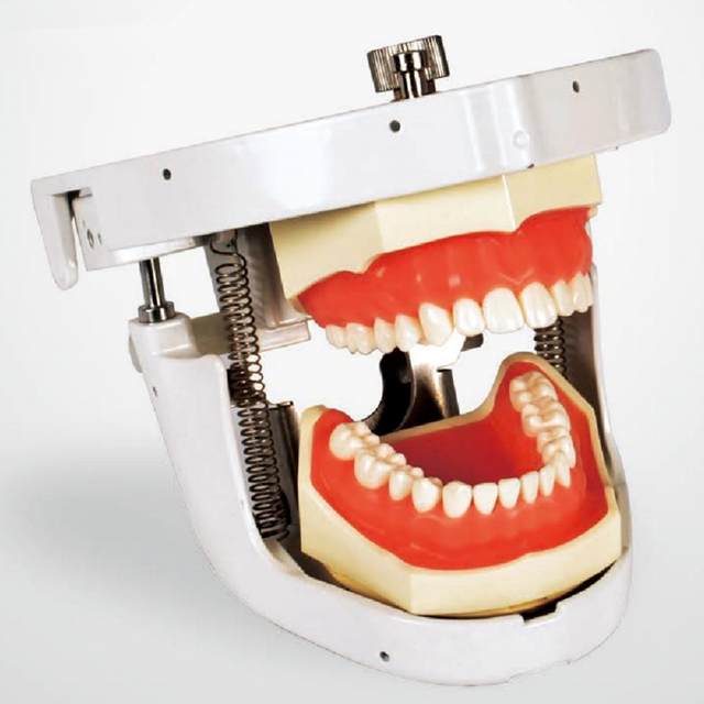 Dental Senior Articulator Teeth Manikin Simulation Practice Buy